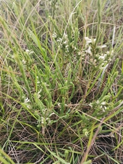 Gnidia nodiflora