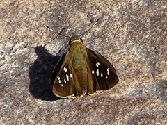 Pelopidas assamensis