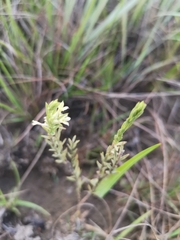 Gnidia nodiflora