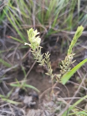 Gnidia nodiflora