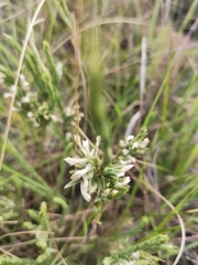 Gnidia nodiflora
