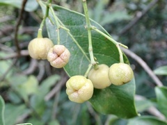 Acronychia pedunculata