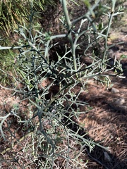 Calicotome spinosa