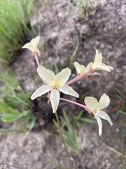 Pelargonium luridum image