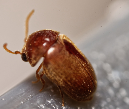 Lasioderma serricorne observed 2021-11-10