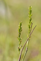 Microtis orbicularis