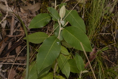 Olearia cydoniifolia