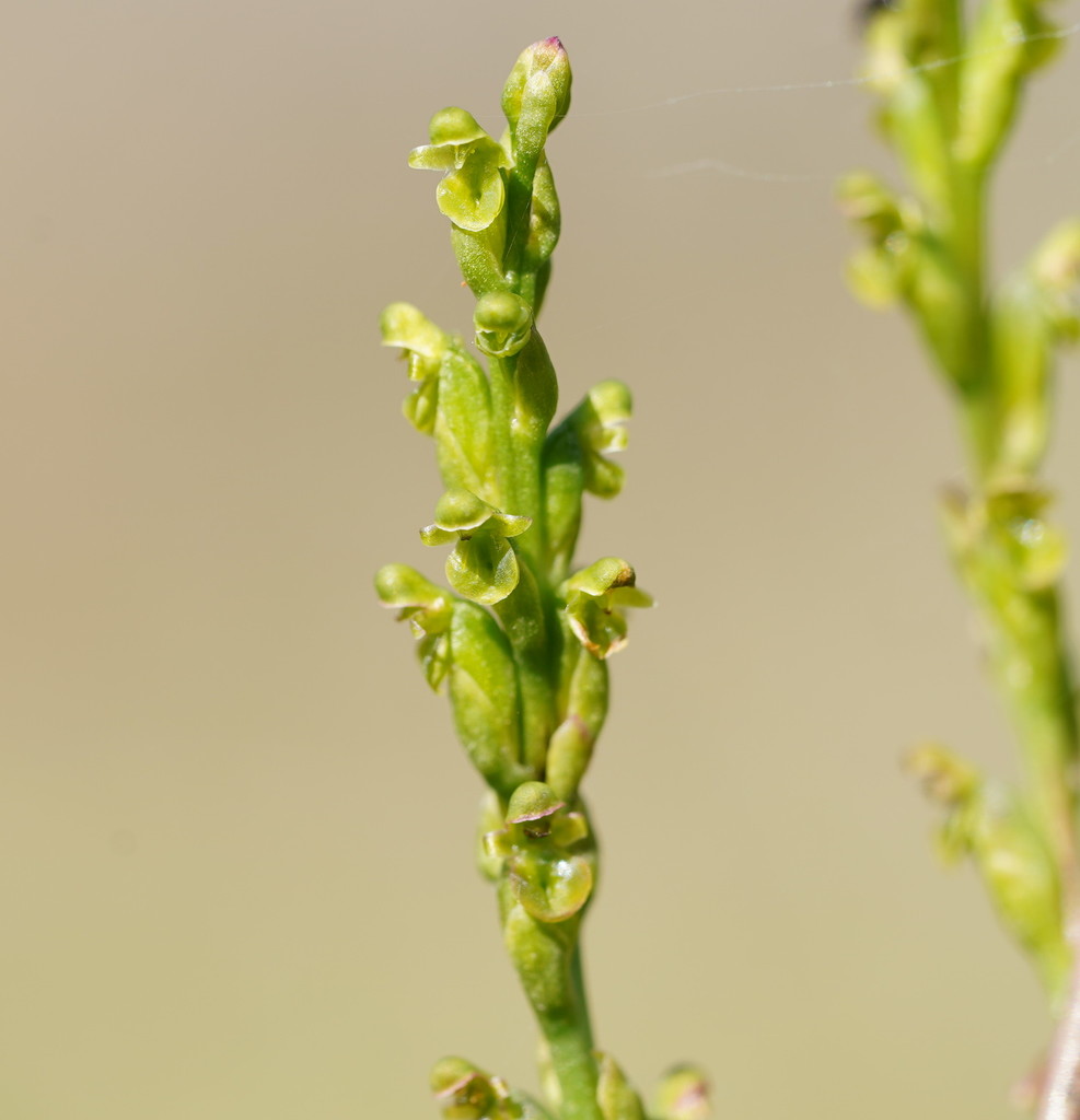 Microtis orbicularis