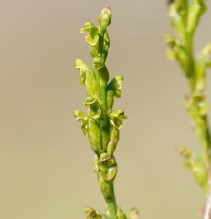 Microtis orbicularis