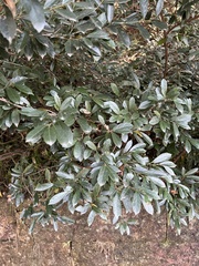 Distylium buxifolium