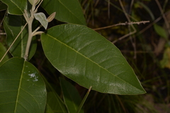 Olearia cydoniifolia