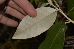 Olearia cydoniifolia