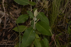 Olearia cydoniifolia