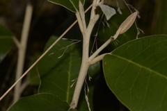 Olearia cydoniifolia