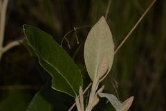 Olearia cydoniifolia