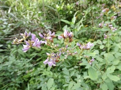 Lespedeza thunbergii