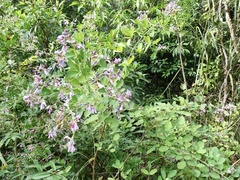 Lespedeza thunbergii