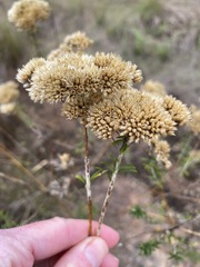 Helichrysum kraussii