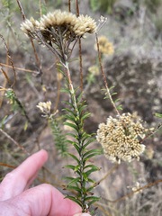 Helichrysum kraussii