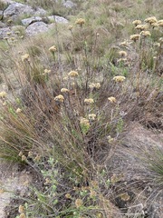 Helichrysum kraussii