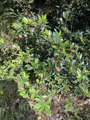 Distylium buxifolium