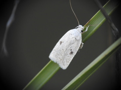 Agonopterix scopariella