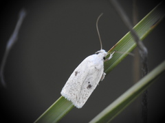 Agonopterix scopariella
