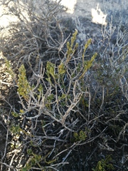 Justicia orchioides