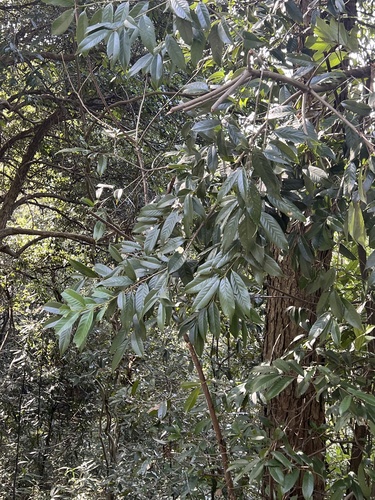 Castanopsis sclerophylla
