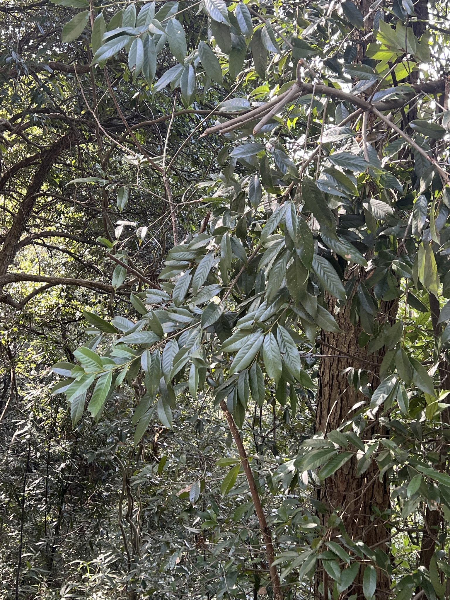 Castanopsis sclerophylla