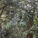 Castanopsis sclerophylla - Photo (c) linnieeeee, algunos derechos reservados (CC BY-NC)