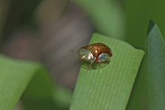 Aspidimorpha quadriremis