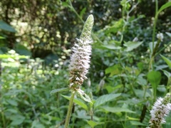 Pogostemon auricularius