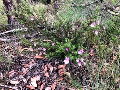Prostanthera cryptandroides euphrasioides