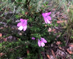 Prostanthera cryptandroides euphrasioides