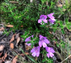 Prostanthera cryptandroides euphrasioides