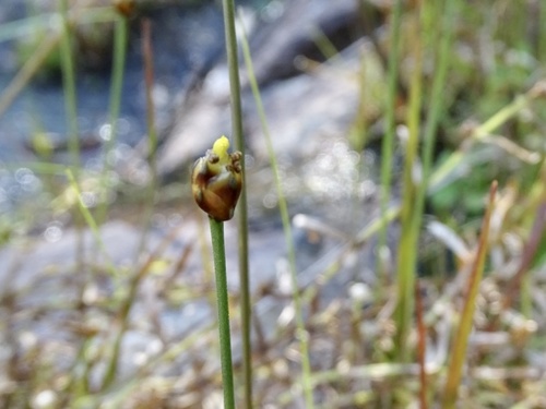 Xyris pauciflora observed 2021-11-11