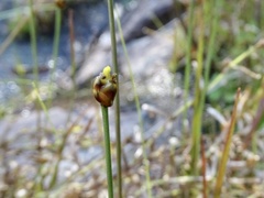 Xyris pauciflora