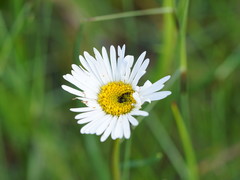 Allittia cardiocarpa