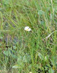 Allittia cardiocarpa