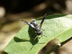 Allorhynchium chinense