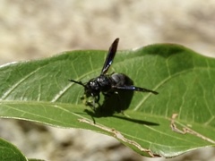 Allorhynchium chinense