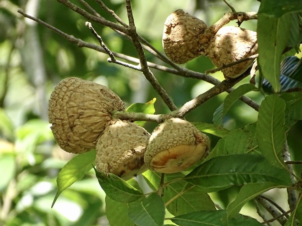 Stone oaks