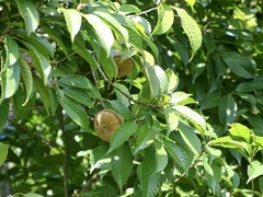 Lithocarpus corneus