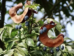 Archidendron lucidum