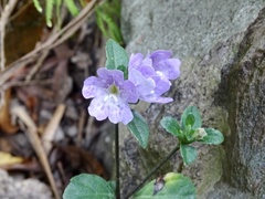 Strobilanthes tetrasperma