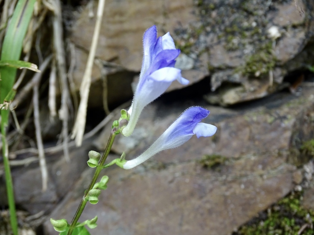 Scutellaria formosana