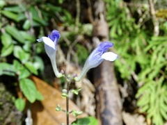 Scutellaria formosana