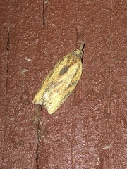 Argyrotaenia franciscana