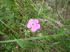 Dianthus membranaceus
